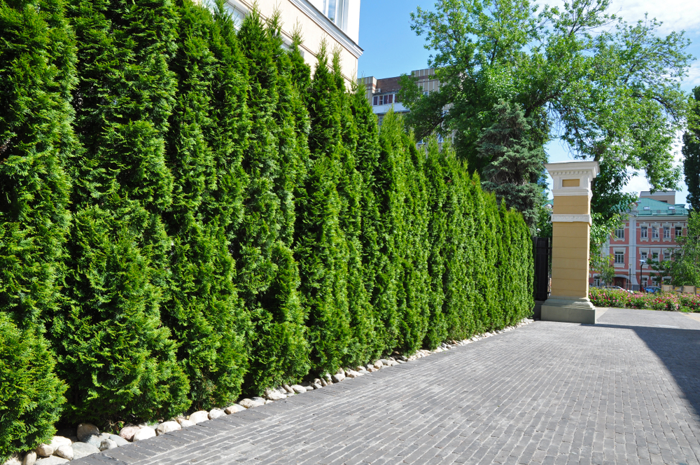 Living Privacy Fence Ideas Fast Growing And Beautiful Images Fencecorp